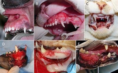 Frontiers | Clinical Presentation, Causes, Treatment, and Outcome